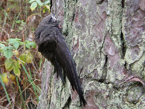 ������ �����